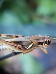 Melanoplini
