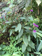 Vernonia glauca