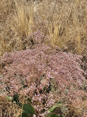 Limonium gmelinii