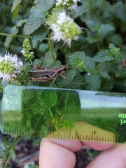 Melanoplini