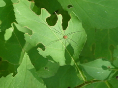 Leiobunum