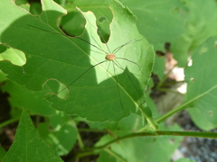 Leiobunum