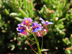 Nemesia affinis