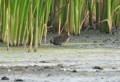 Porzana porzana