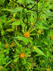 Bidens connata