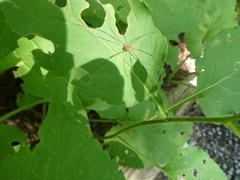Leiobunum