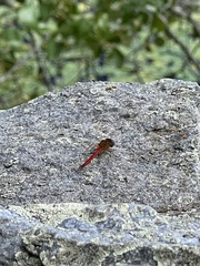 Sympetrum
