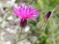 Crupina crupinastrum