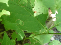 Leiobunum