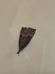 Hypena