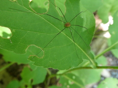 Leiobunum