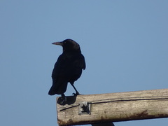 Corvus capensis capensis