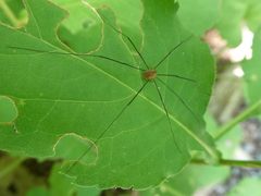 Leiobunum