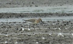 Calidris ferruginea