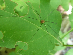 Leiobunum