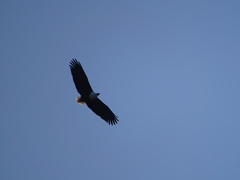 Haliaeetus vocifer