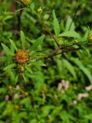 Bidens connata