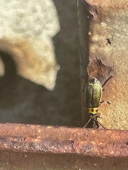 Trirhabda flavolimbata