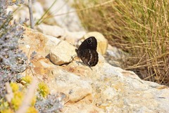 Satyrus actaea