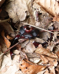 Lucanus cervus