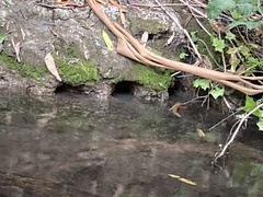 Pacifastacus leniusculus