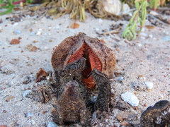Hydnora africana
