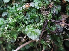 Mniaceae