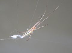 Tetragnatha