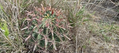 Ferocactus latispinus