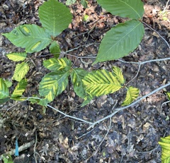 Litylenchus crenatae