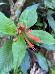 Cuphea appendiculata