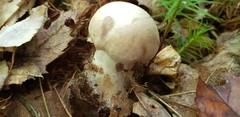 Basidiomycota