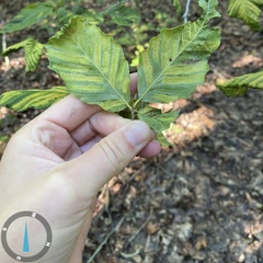 Litylenchus crenatae