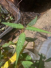 Euphorbia heterophylla