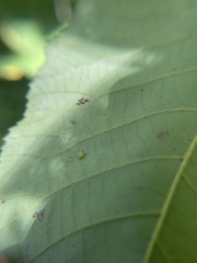 Caryomyia eumaris