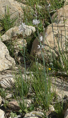 Asphodelus tenuifolius