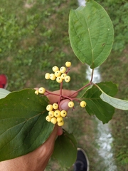 Cornus drummondii