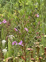 Rhexia virginica