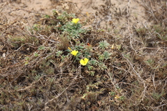 Camissoniopsis cheiranthifolia