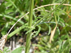 Crupina crupinastrum