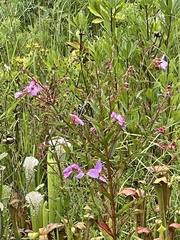 Rhexia virginica