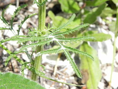 Crupina crupinastrum