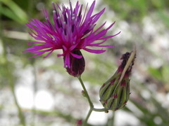 Crupina crupinastrum
