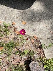 Cosmos bipinnatus