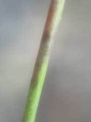 Eriogonum nudum auriculatum