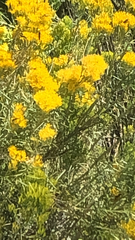 Chrysothamnus viscidiflorus
