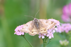 Euclidia glyphica