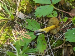 Hygrocybe conica