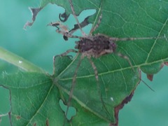 Oligolophinae