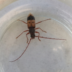 Phoracantha recurva